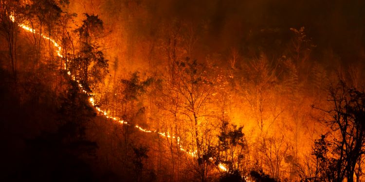 NatConnect Foundation